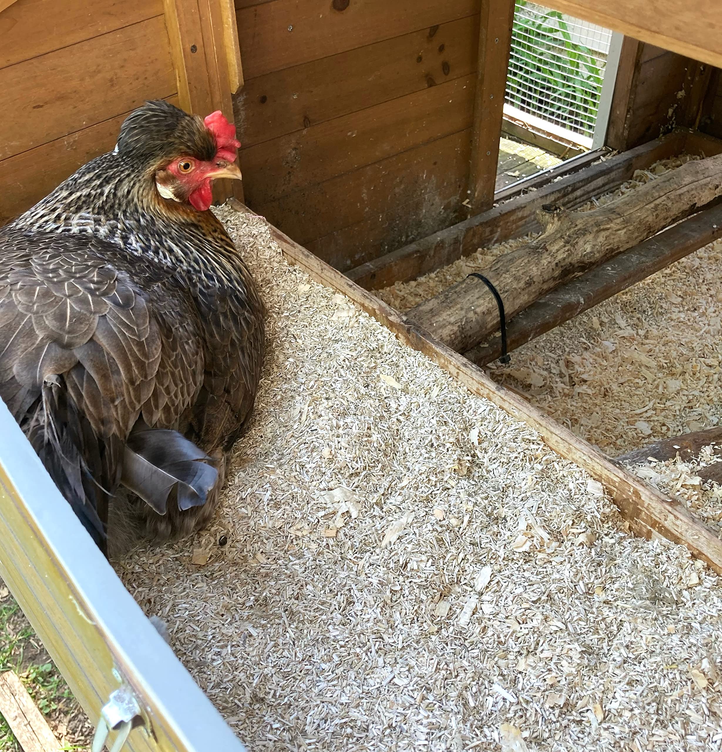 Premium 8 Lbs Natural Hemp Bedding for Chickens, Horses, Rabbits & Small Pets | Super Absorbent, Dust-Free, Eco-Friendly Animal Bedding | USA Grown, Carbon Negative | Ideal for Coops, Cages & Pet Litter Boxes