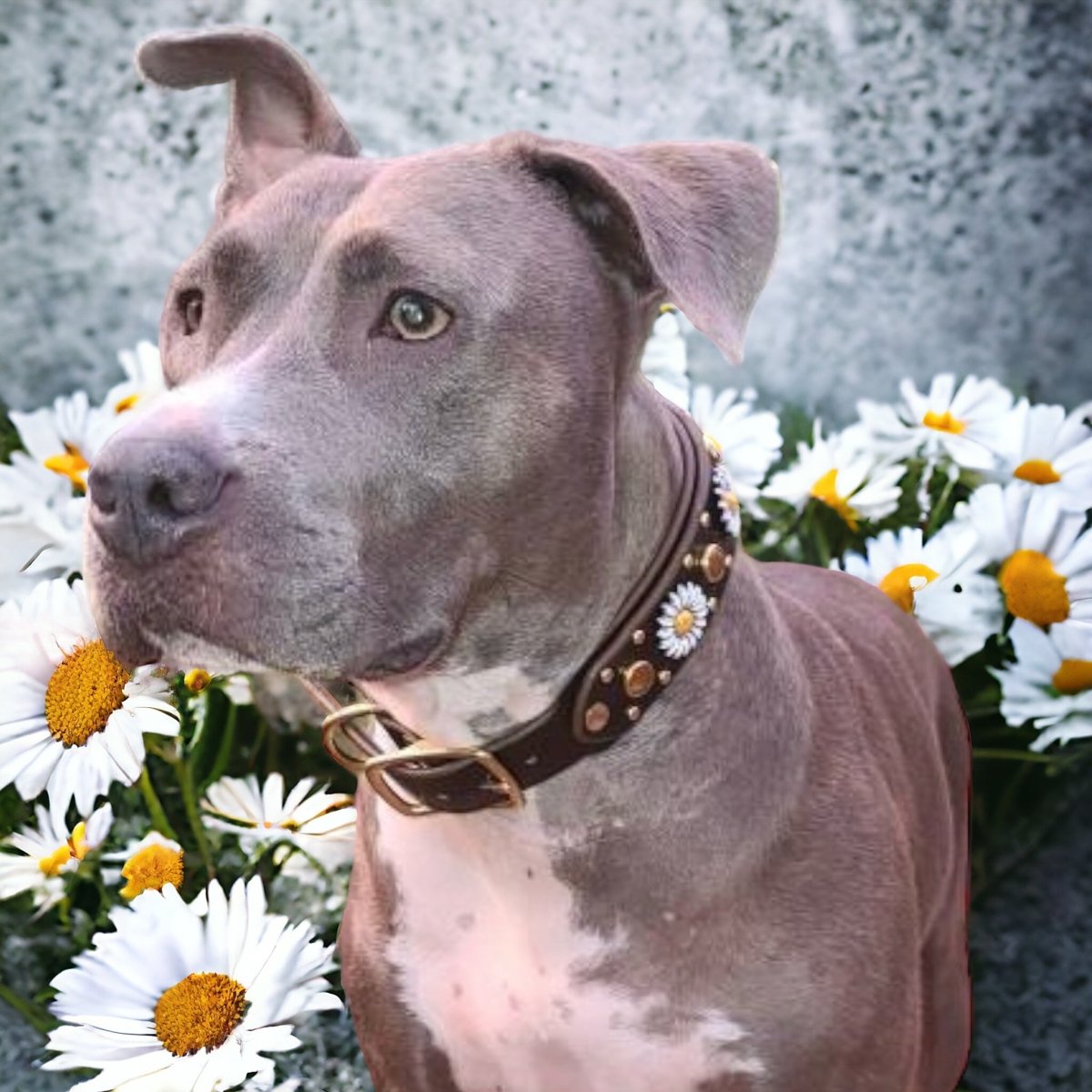 Premium Genuine Leather Dog Collar - Kalina Collection | Adjustable & Durable Pet Collar for Small Medium Large Dogs | Perfect for Daily Walks, Training & Outdoor Adventures