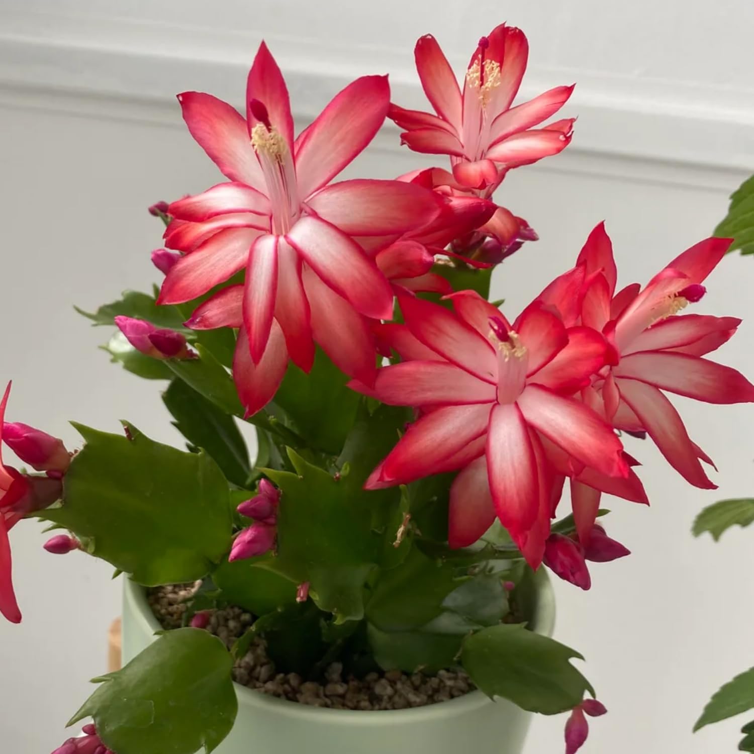 Christmas Cactus Plant - Live Indoor Cactus Tree in 4