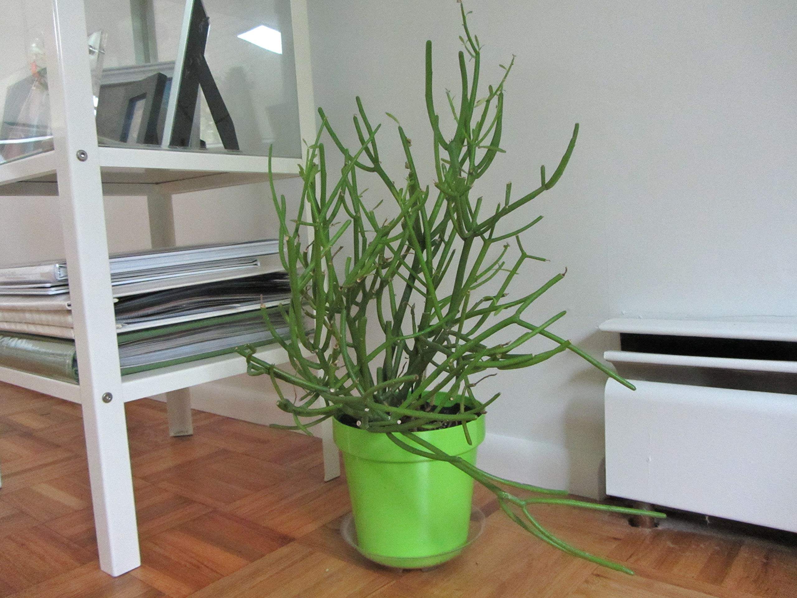 Pencil Cactus (Euphorbia Tirucalli) - 3 Live Succulent Plants in 6 Inch Pots - Low Maintenance Indoor Outdoor Houseplant for Home, Office, and Garden Decor