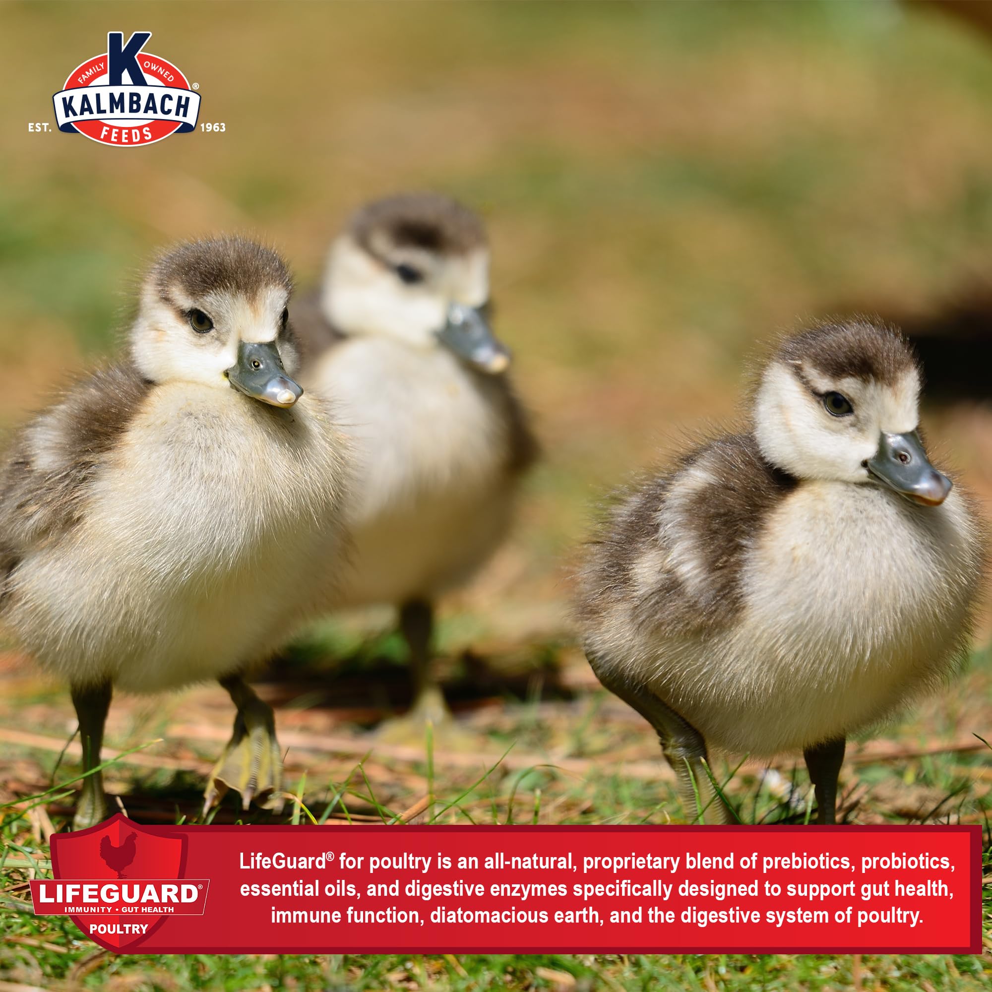 Kalmbach Feeds 20% Flock Maker Crumbles - High Protein Chicken Feed for Mixed Flocks of Poultry (50 lb Bag) - Perfect for Laying Hens, Broilers & Backyard Chickens