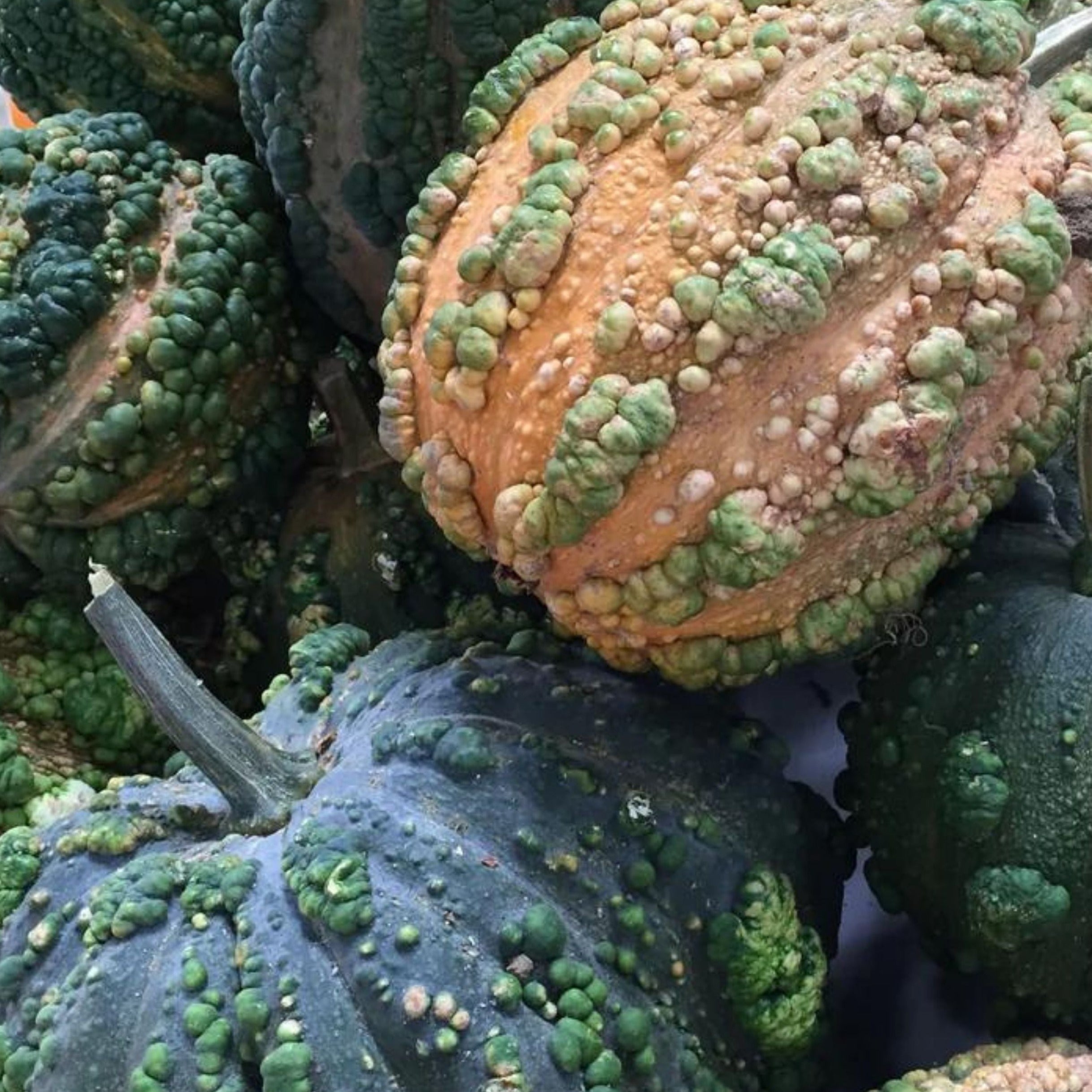 Organic Musquee De Maroc Squash Seeds - Heirloom Non-GMO Pumpkin Seeds for Planting - Perfect for Home Garden, Cooking, and Fall Decorations