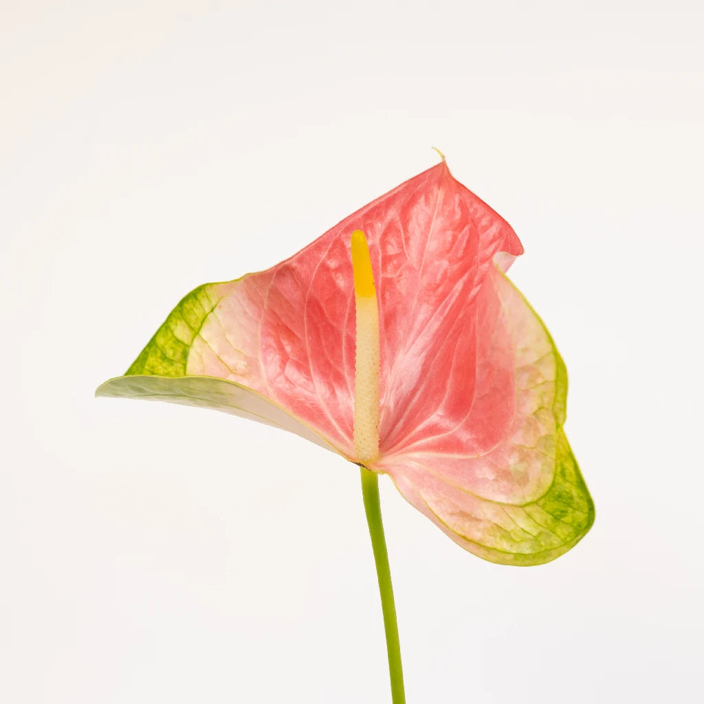 Anthurium Energetic Pink Obake Flower - Exotic Tropical Houseplant for Home Decor, Office & Wedding Centerpieces