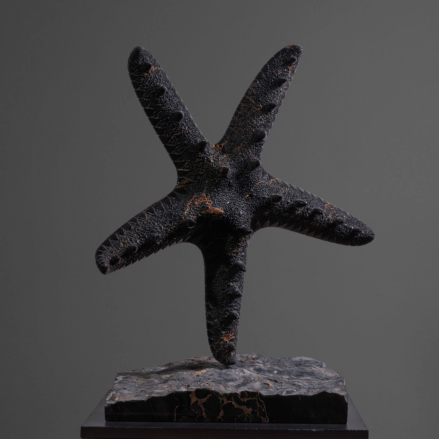 Starfish Asteroidea - Realistic Ocean Starfish Decor for Beach Themed Parties, Aquarium & Coastal Home Decor | Perfect for Marine Biology Education, Kids Crafts & Nautical Wedding Centerpieces