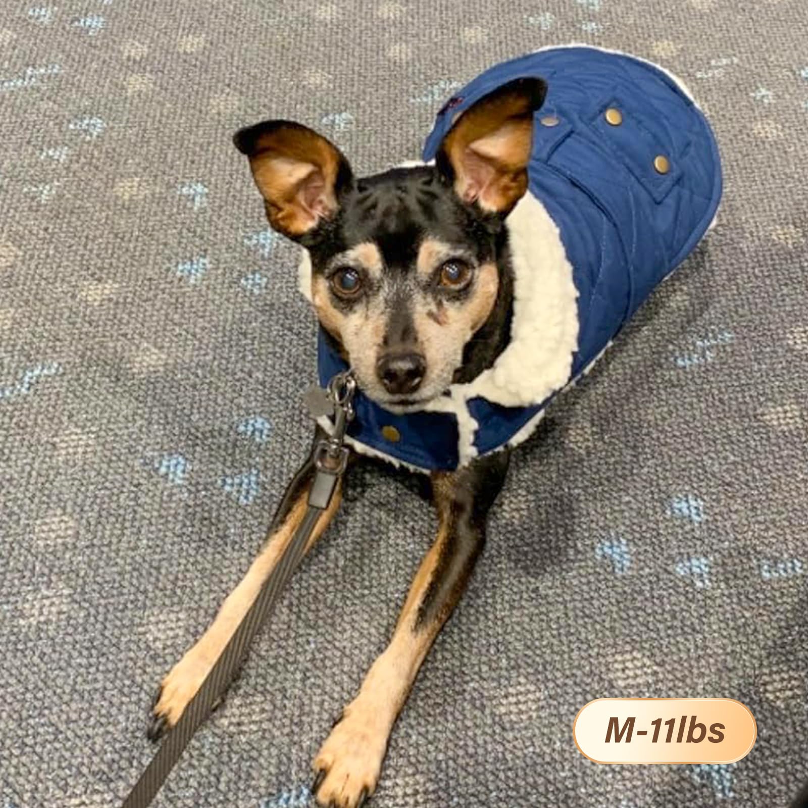 KYEESE Winter Dog Coat - Windproof Padded Sherpa Jacket with Furry Collar for Small Dogs | Warm Cozy Dog Clothes for Cold Weather | Perfect for Outdoor Walks, Winter Adventures & Daily Wear (Blue, Medium)