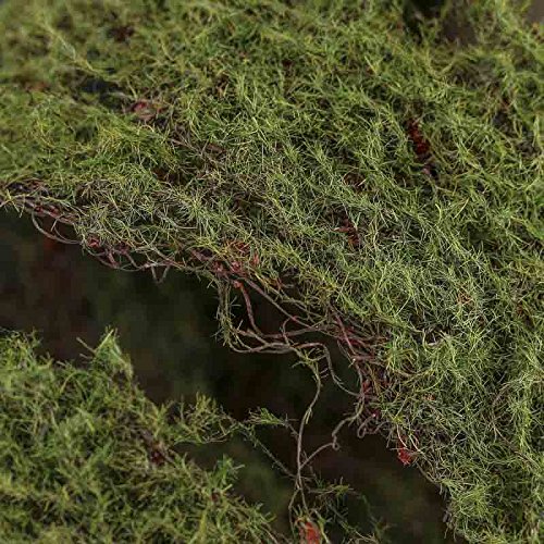 6.5 Feet Bendable Wired Moss Ribbon - Decorative Green Vine for Fairy Gardens, Terrariums, DIY Crafts - Perfect for Home Decor, Floral Arrangements & Scrapbooking