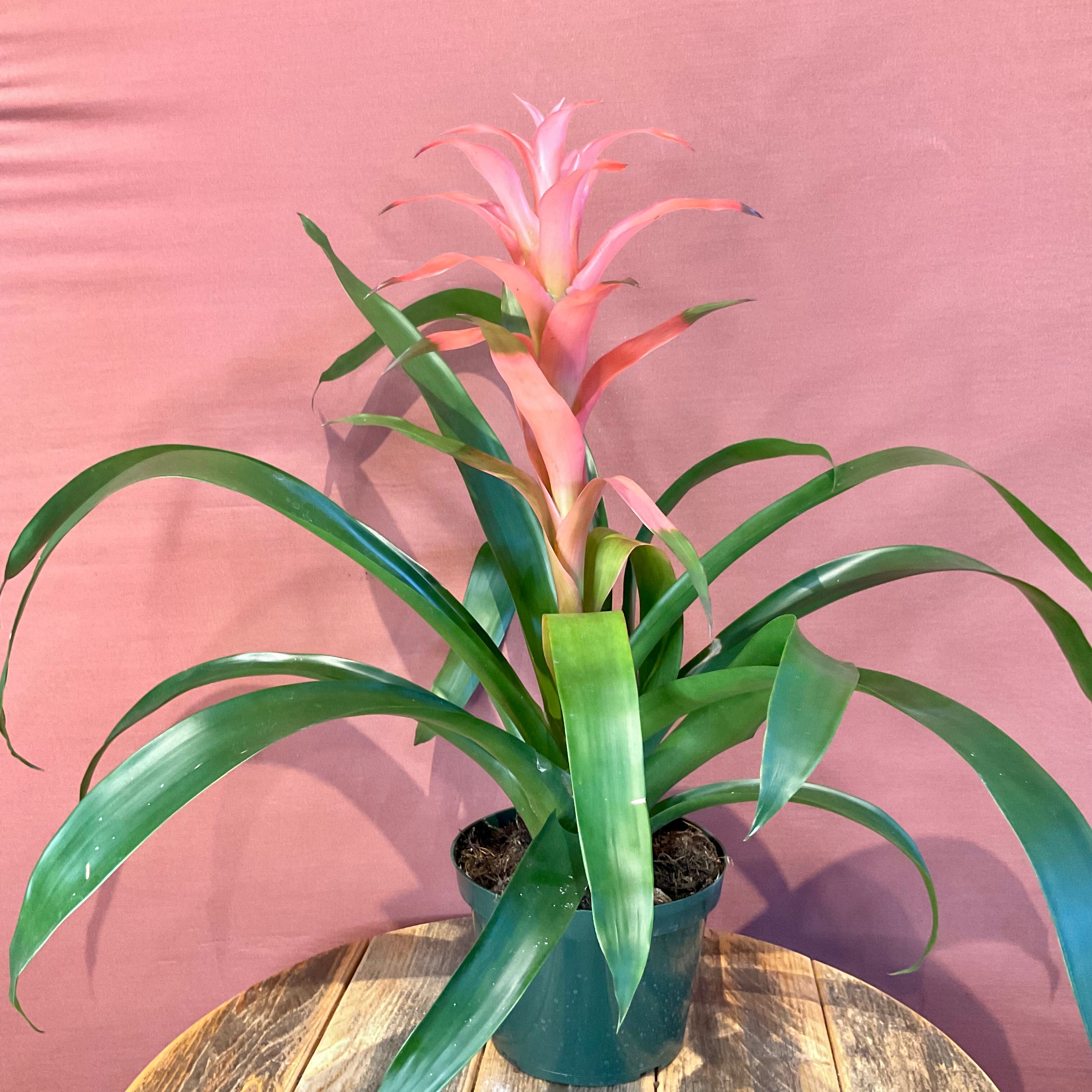 Bromeliad Medium GB - Stunning Indoor & Outdoor Tropical Plant for Home Decor, Office, and Garden Landscaping