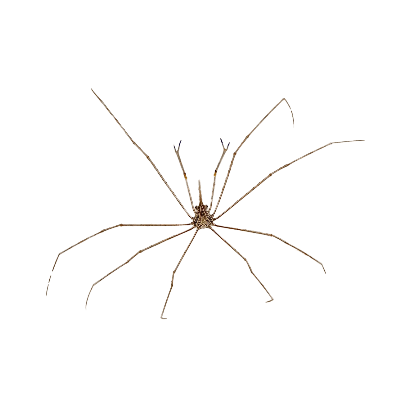 Arrow Crab Pose Action Figure - Realistic Marine Life Collectible for Aquarium & Ocean Decor | Perfect for Kids, Collectors & Underwater Theme Displays