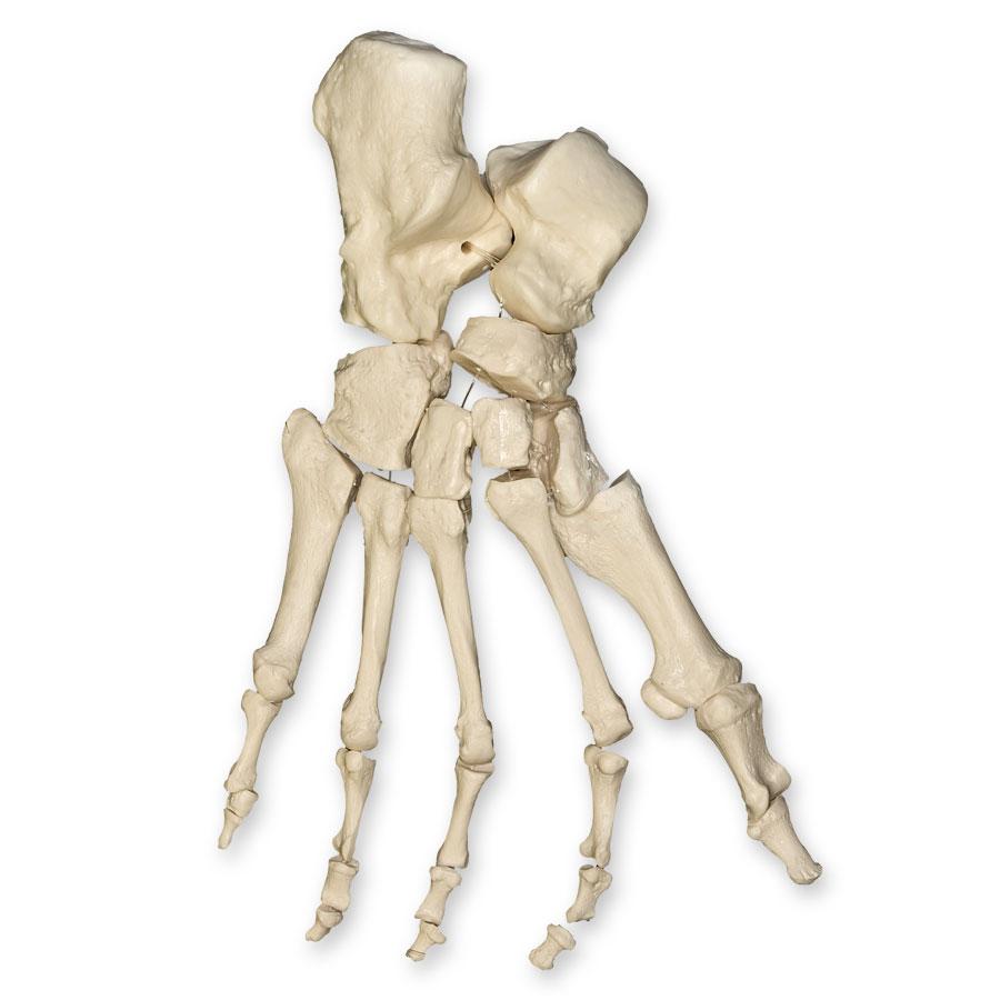 Realistic Human Foot Model - Anatomically Accurate Articulated Foot for Medical Study, Art Reference & Education | Perfect for Doctors, Artists & Students