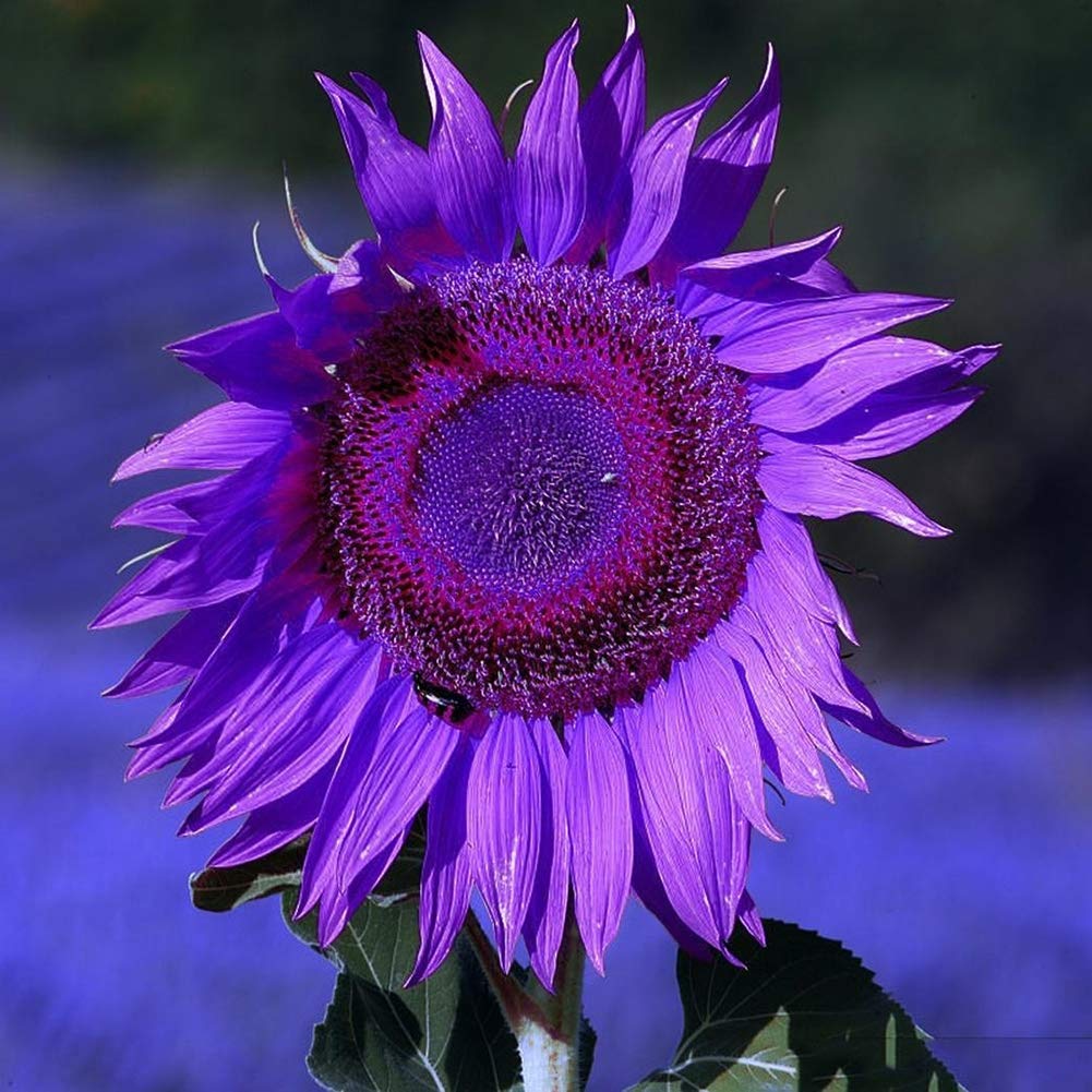 Non-GMO Purple Sunflower Seeds for Planting - Beautiful Ornamental Flowers for Home Garden, Yard, Farm & Office Decor | Perfect for Landscaping, Wedding Bouquets & DIY Crafts