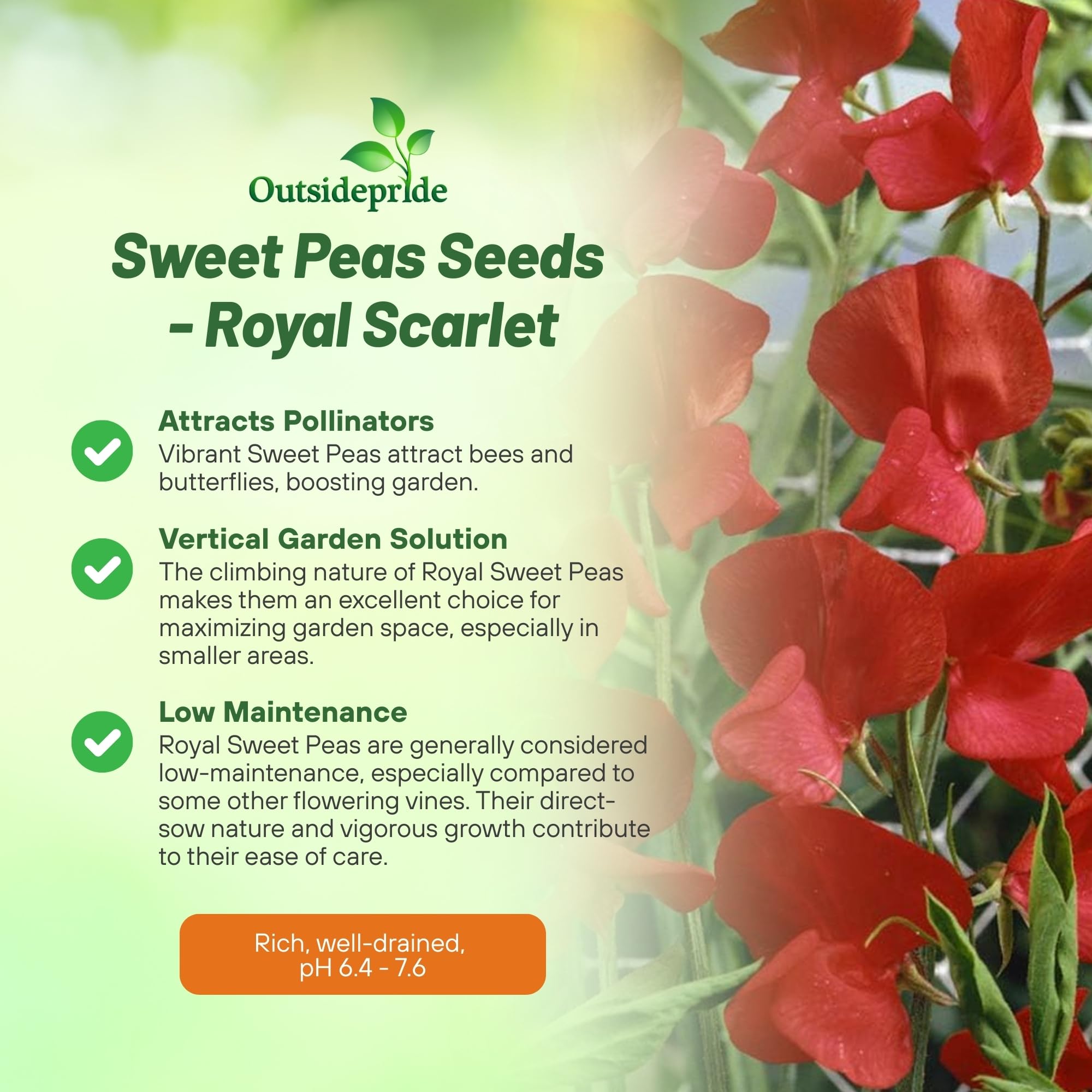 Outsidepride 250 Seeds Annual Lathyrus Odoratus Sweet Peas Royal Scarlet Vine Seeds for Planting - Fragrant Climbing Flowers for Garden Trellis, Fence & Container Gardening