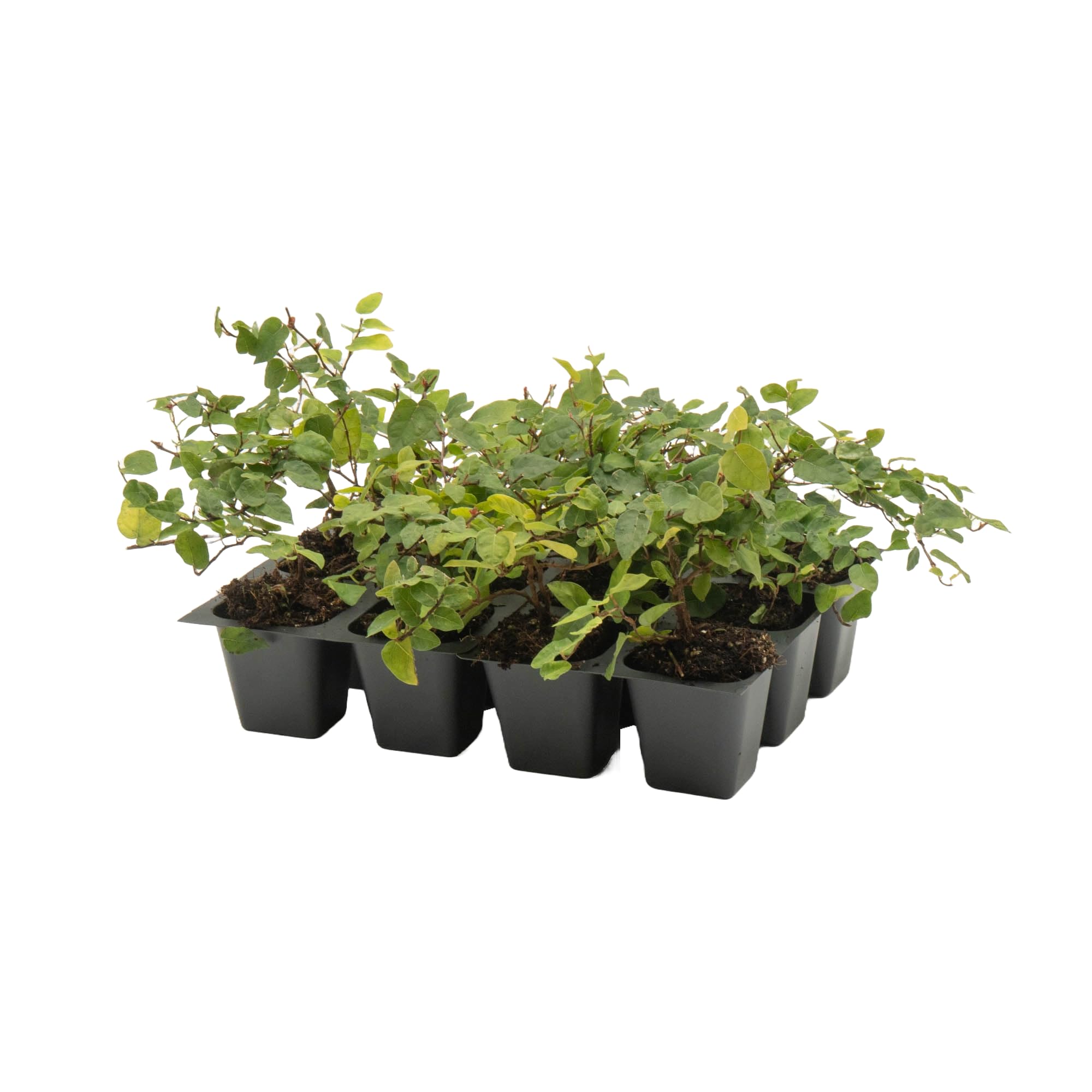 12 Creeping Fig Live Plants - Ficus Repens Fast-Growing Climbing Vine in 2.5