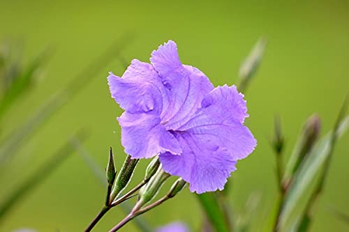 6 Mexican Petunia Plants - Ruellia Brittoniana Purple Flowering Perennial | Well-Rooted Live Ornamental Plants for Garden Borders, Landscaping & Container Gardening