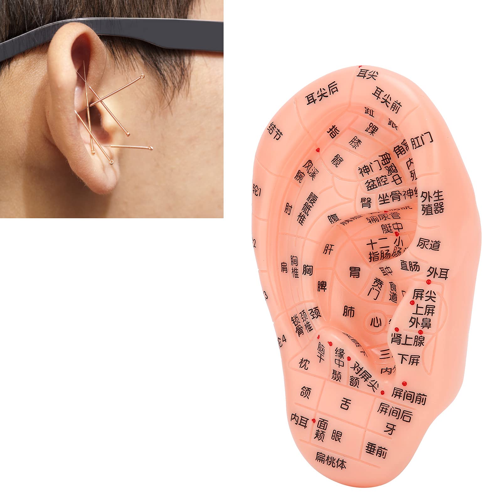 ZJchao Human Ear Acupuncture Model - Detailed Ear Acupoint Learning Display with 120+ Pressure Points, Perfect for Acupuncture Training, Massage Therapy & TCM Education - Ideal for Classrooms, Clinics and Self-Study