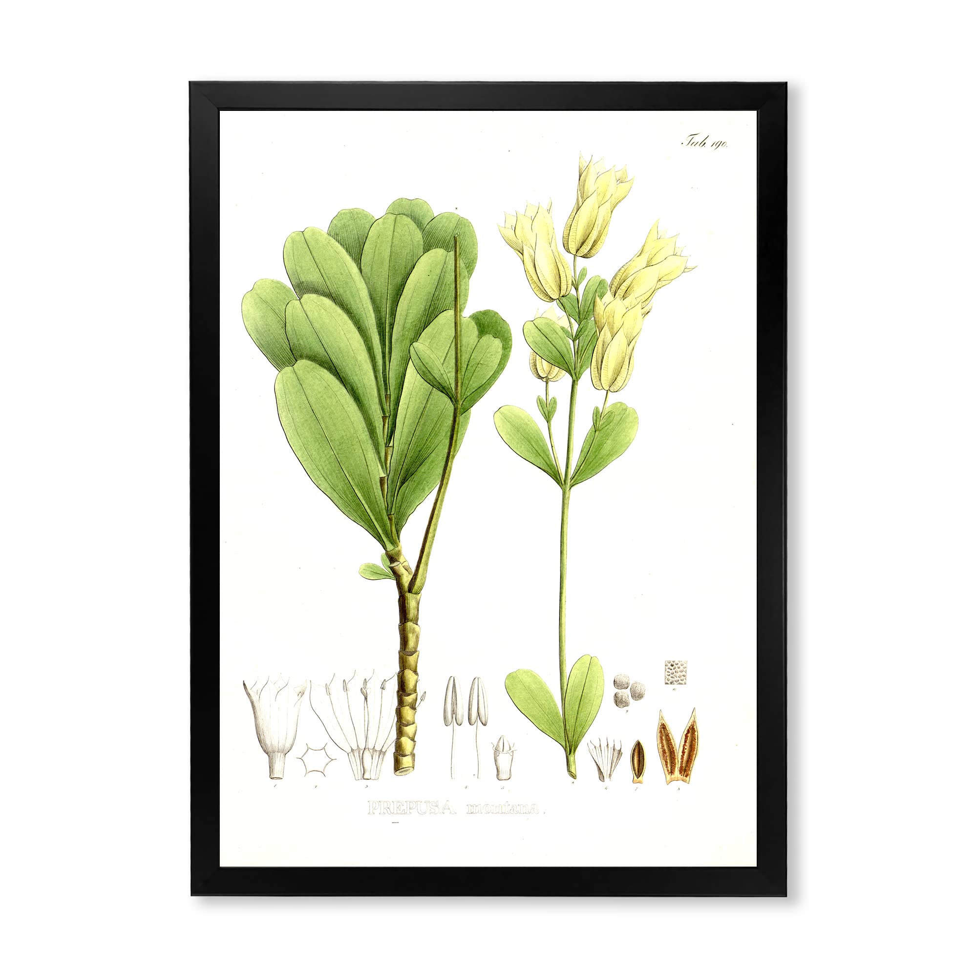 Vintage Brazilian Plant III Traditional Framed Wall Art - Tropical Botanical Home Decor for Living Room, Bedroom & Office
