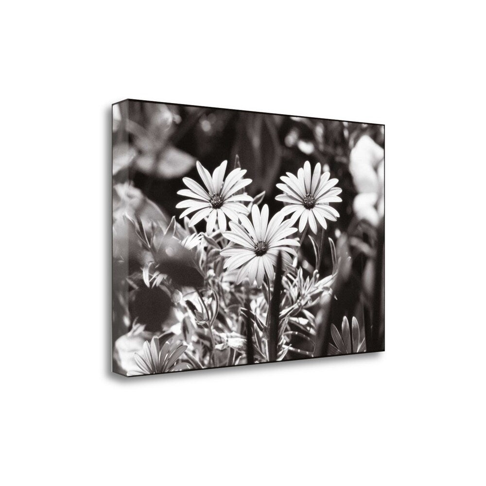 Americana By James Omara - Premium Fine Art Giclee Print on Gallery Wrapped Canvas - Ready to Hang Wall Decor for Living Room, Bedroom & Office