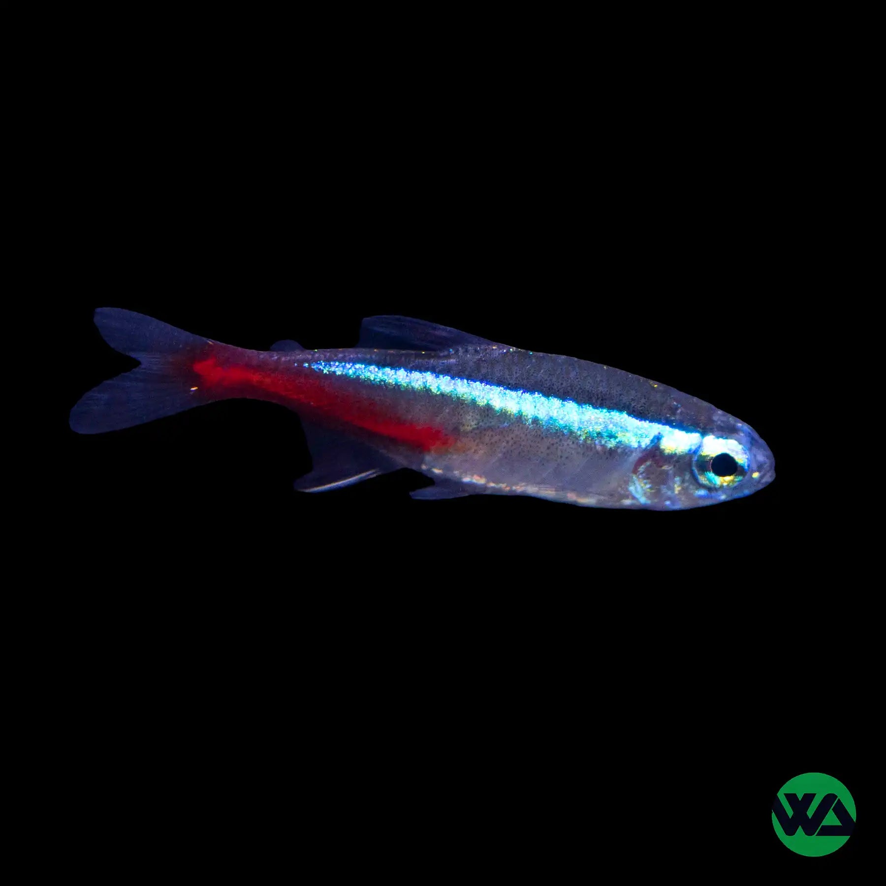 Neon Tetra Fish (Paracheirodon innesi) - Live Tropical Aquarium Fish for Freshwater Tanks | Perfect for Community Aquariums & Home Decor