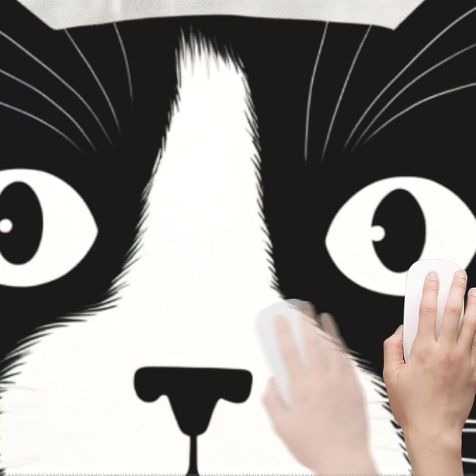 Black and White Cat