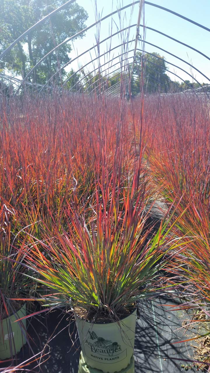Standing Ovation Little Bluestem Grass (Schizachyrium scoparium) - 2-Size Container with Stunning Blue, Green, Purple & Pink Foliage | Drought-Tolerant Native Ornamental Grass for Landscaping, Erosion Control & Wildlife Gardens