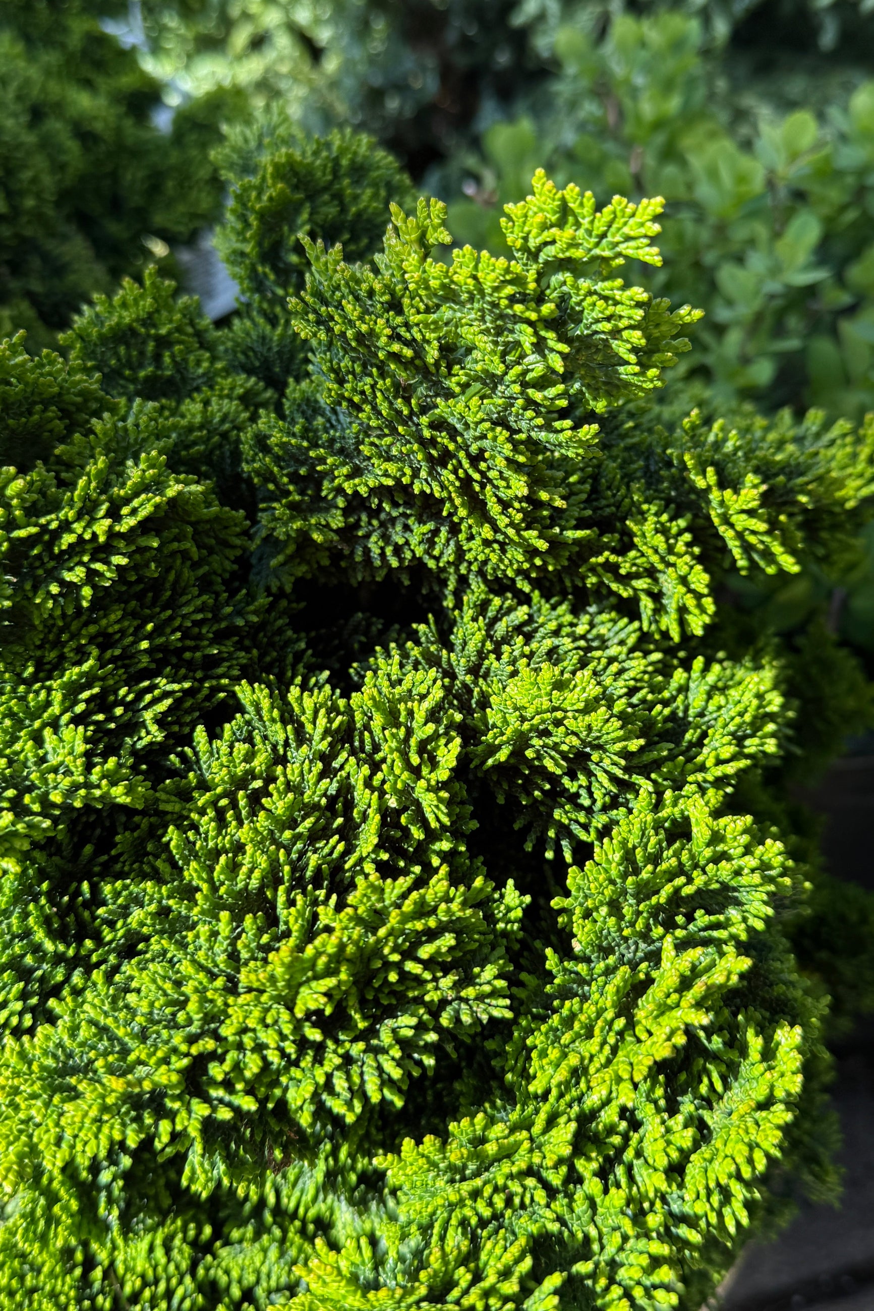 Chamaecyparis obtusa 'Thoweil' #3 - Premium Dwarf Hinoki Cypress Tree for Landscaping, Bonsai & Zen Gardens