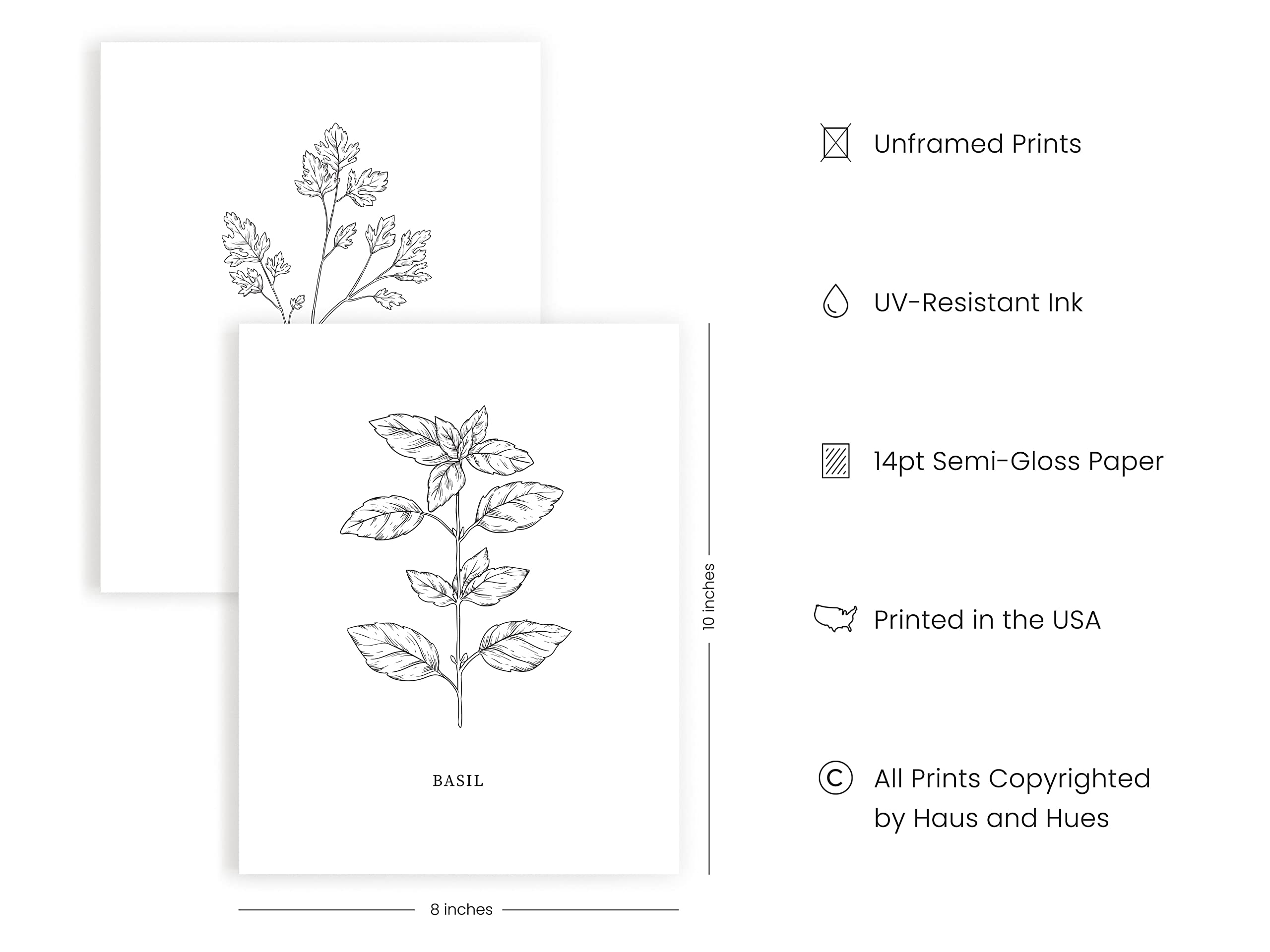 HAUS AND HUES Kitchen Herb Art Prints Set of 6 (8x10 Inches UNFRAMED) - Botanical Line Art Wall Decor for Kitchen, Dining Room & Living Room | Perfect for Home Decor, Housewarming Gifts & Farmhouse Style Interiors