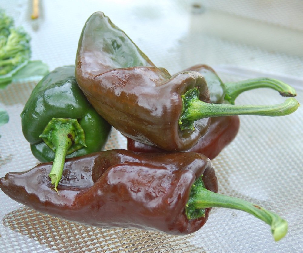Ancho Poblano Pepper Plant - Most Popular Chile Pepper for Authentic Mexican Cuisine - 2.5
