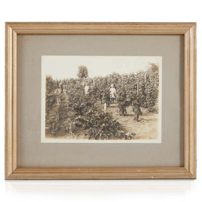 The Secret to Timeless Vitality: A Journey with Vintage Fruit Orchard