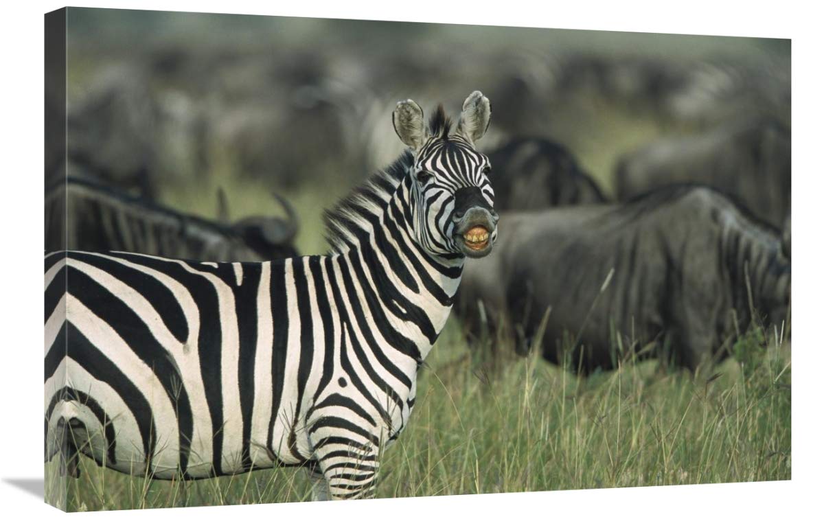 20 x 30 Inch Burchell's Zebra Male Art Print - Serengeti National Park Tanzania Wildlife Photography by Konrad Wothe - Perfect for Home Decor, Office Wall Art & Safari Theme Room