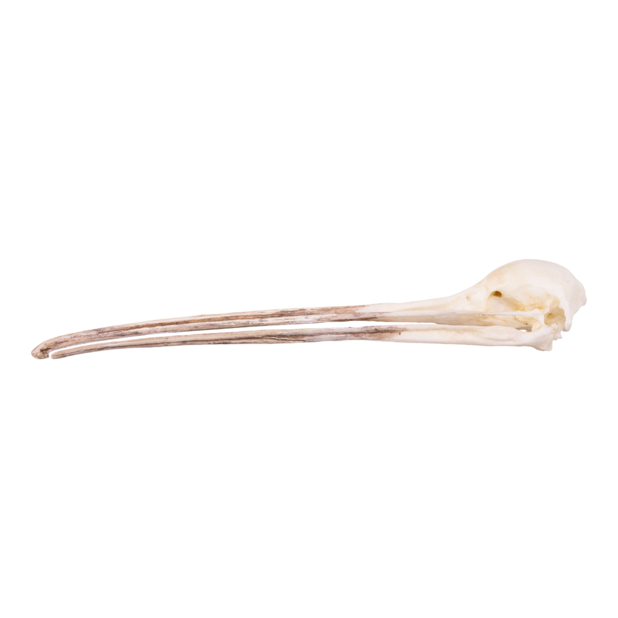 Authentic Replica Brown Kiwi Skull - Unique Home Decor & Collectible for Halloween, Gothic, and Natural History Displays