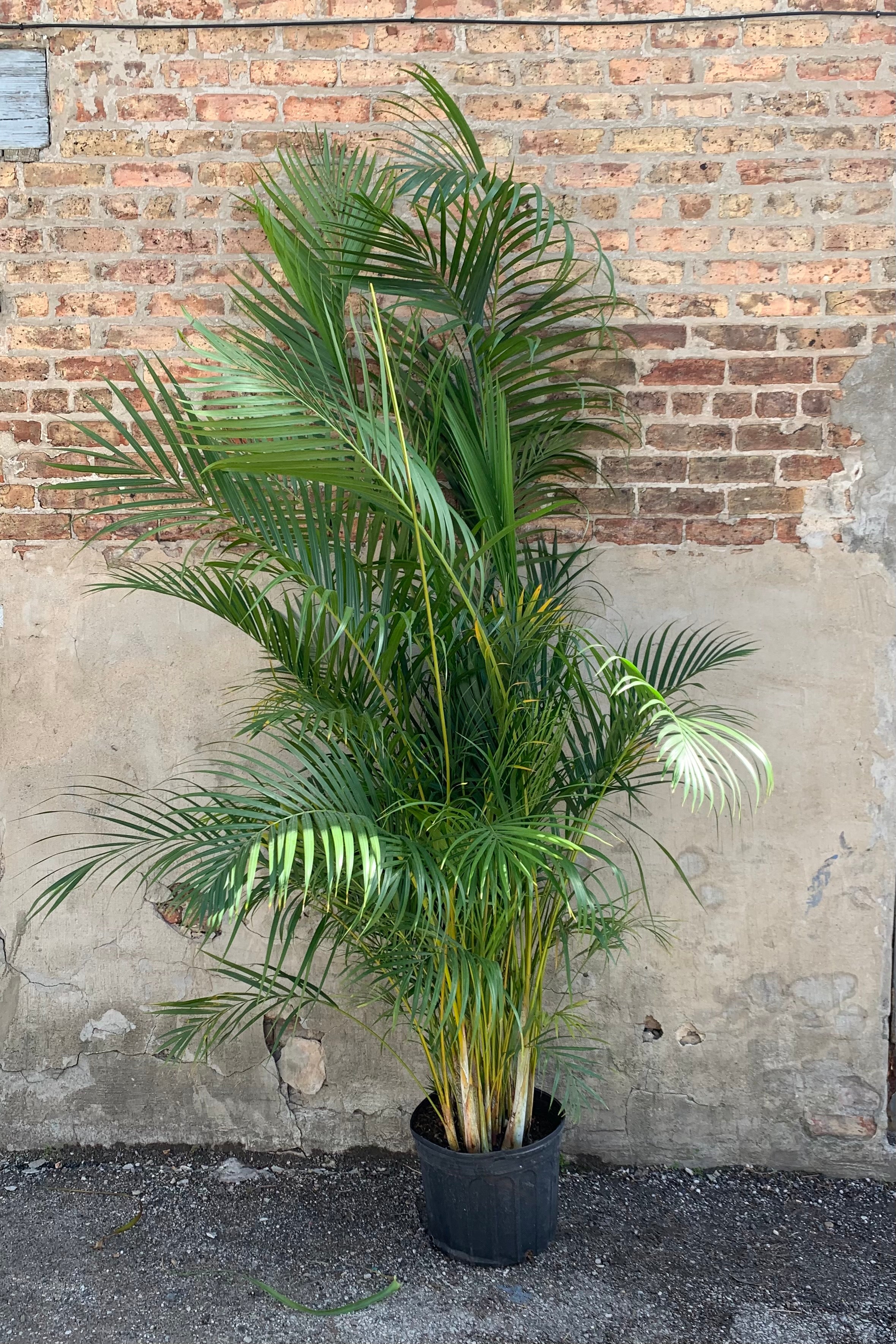 Chrysalidocarpus Lutescens Areca Palm - 14