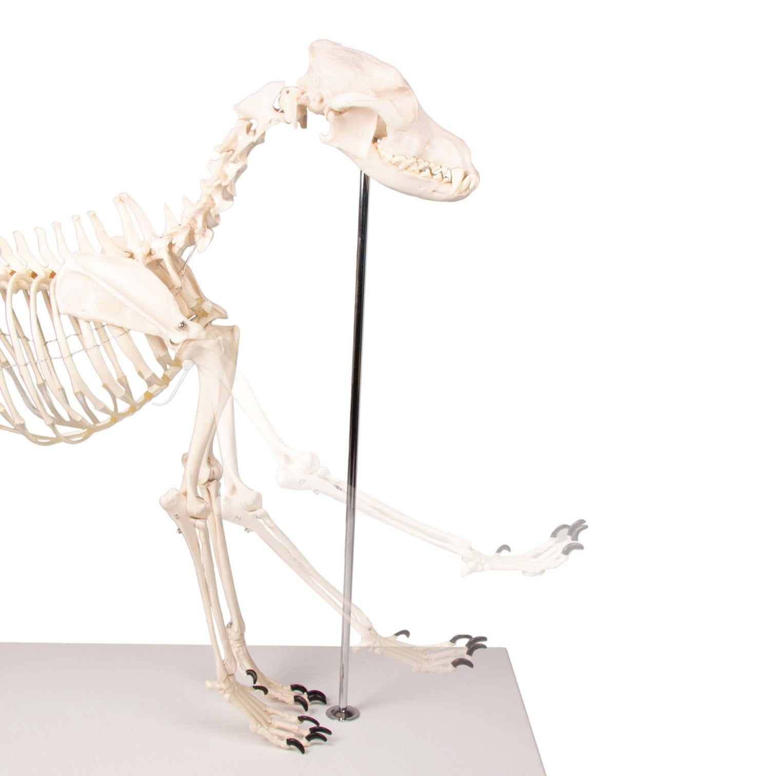 Realistic Replica Dog Skeleton Olaf - Halloween Pet Costume & Home Decor for Spooky Parties, Themed Events, and Veterinary Education