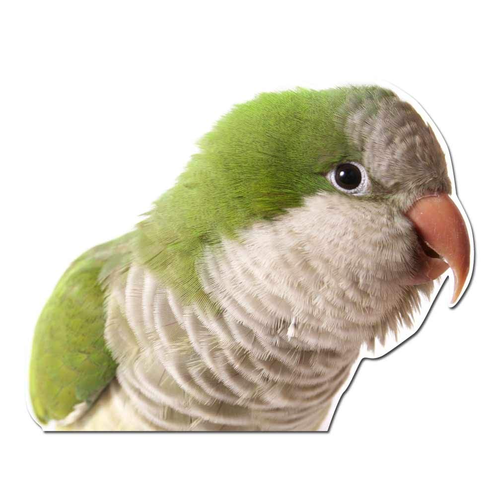 Vibrant Green Quaker Parrot Vinyl Decal - 5 Inch Waterproof Sticker for Cars, Laptops, Windows & Home Décor | Indoor & Outdoor Use - Perfect for Personalizing Devices, Walls & Vehicles