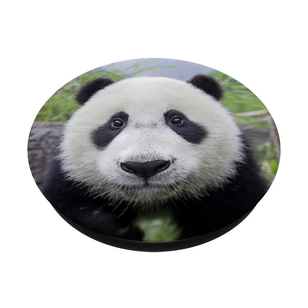 Adorable Baby Panda Bear PopSockets Grip - Interchangeable Phone & Tablet Stand with Swappable Base - Perfect for Selfies, Video Calls & Secure Phone Handling
