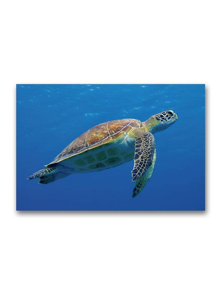 Stunning Full Body Sea Turtle Poster - High Quality Marine Life Wall Art for Home, Office & Classroom Decor