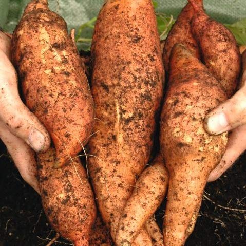 Elwyn 20 Sweet Potato Vegetable Seeds for Planting - Non-GMO, Organic, Heirloom Variety - Perfect for Home Garden, Container Growing & Urban Farming