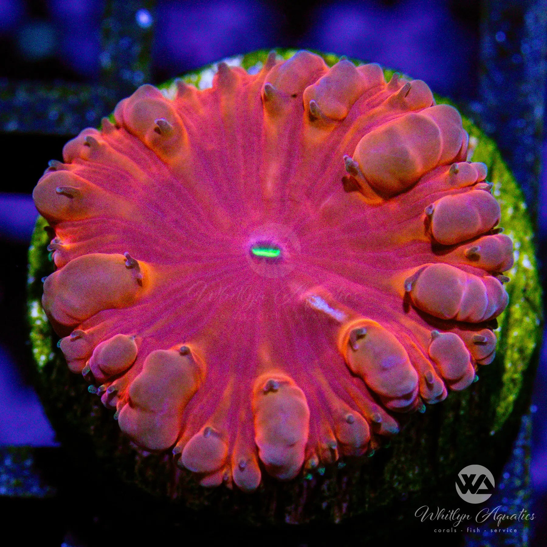 D28 WA Red Menace Blasto WYSIWYG - Premium Coral for Saltwater Aquariums | Perfect for Reef Tanks & Marine Displays