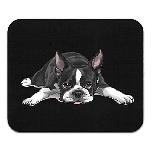 Boston Terrier Dog Lying Down Looking Up