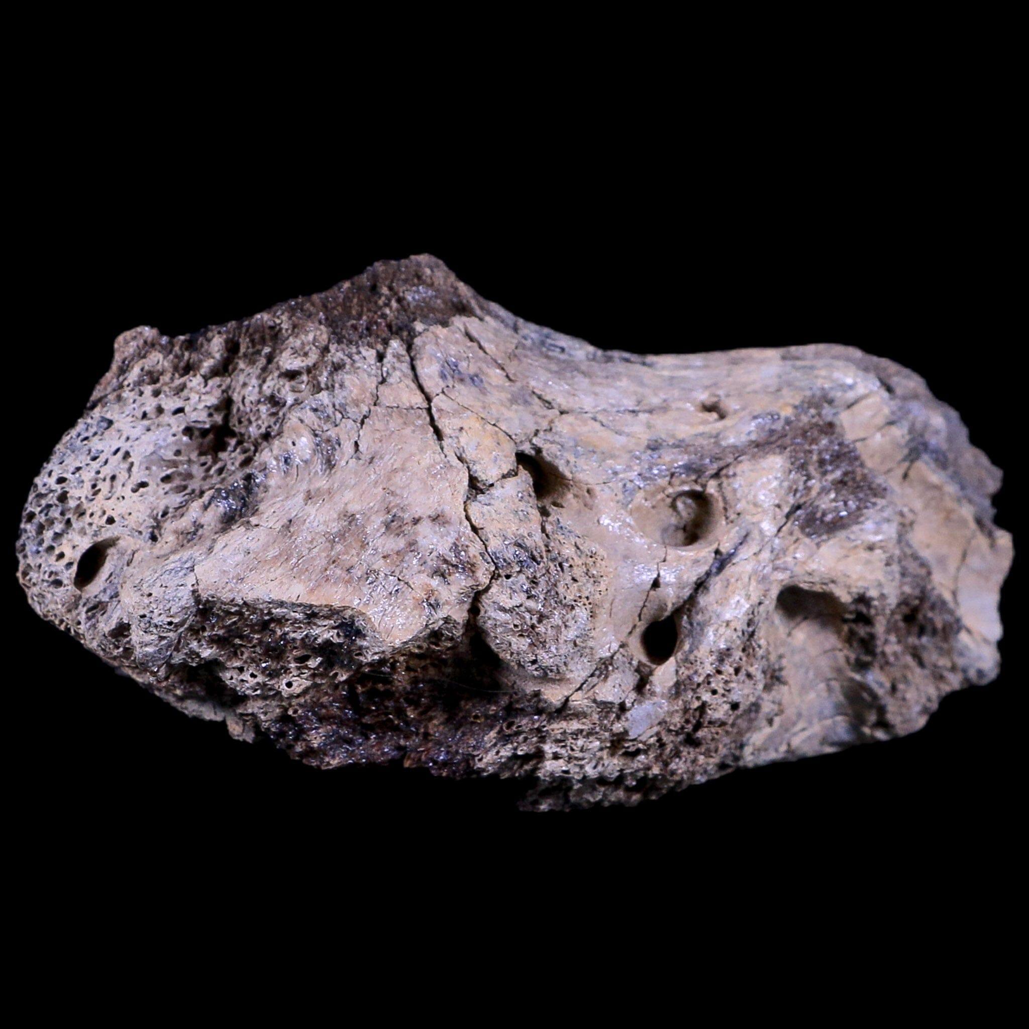 Authentic Edmontosaurus Dinosaur Fossil Bone Section - Lance Creek Formation Wyoming - Includes COA - Perfect for Paleontology Collectors & Science Classroom Displays