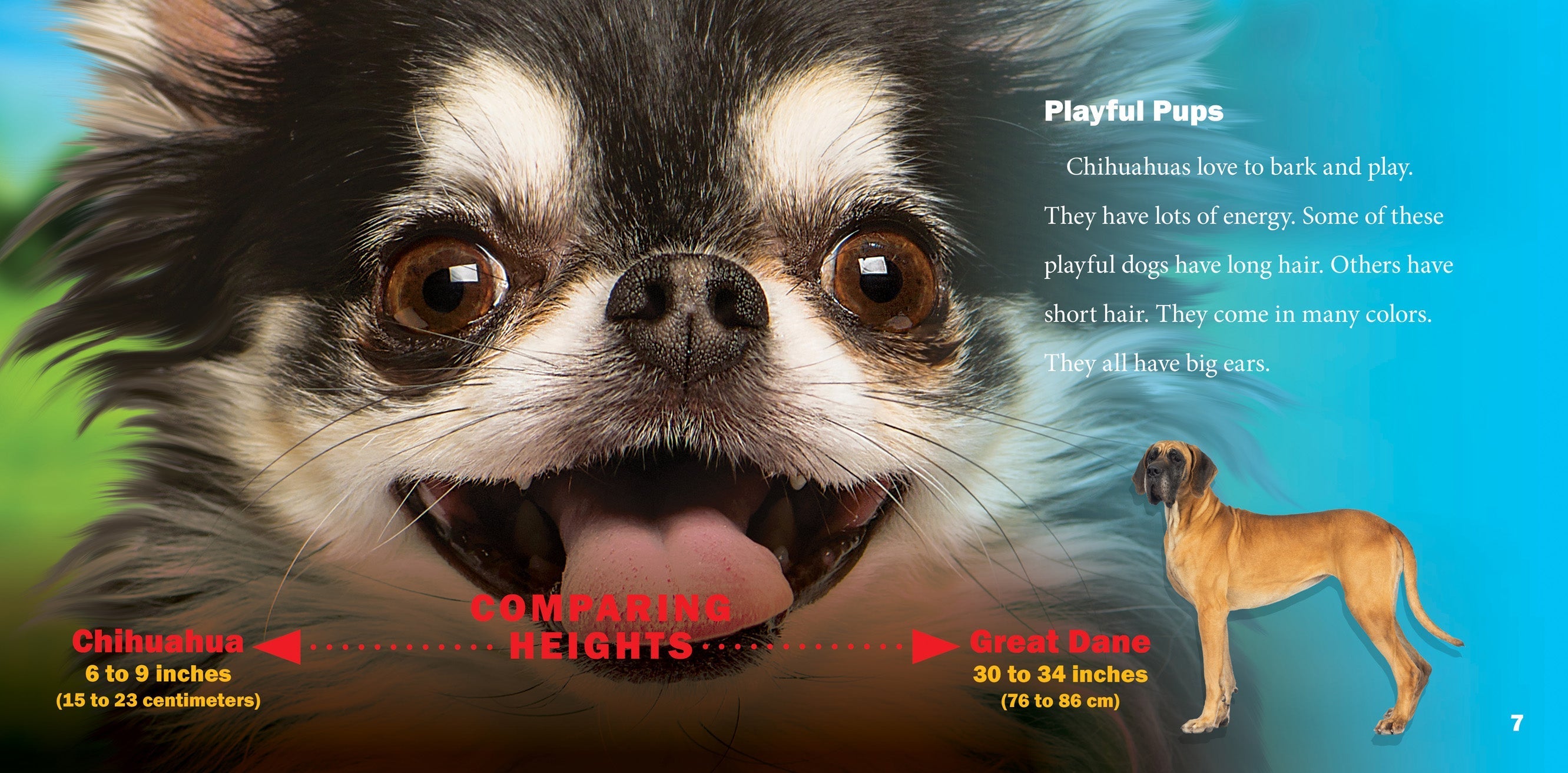 Chihuahuas - 9781623104689 | Small Dog Breed Guide, Care Tips & Training Advice for Pet Lovers | Perfect for Home Companionship & Family Pets