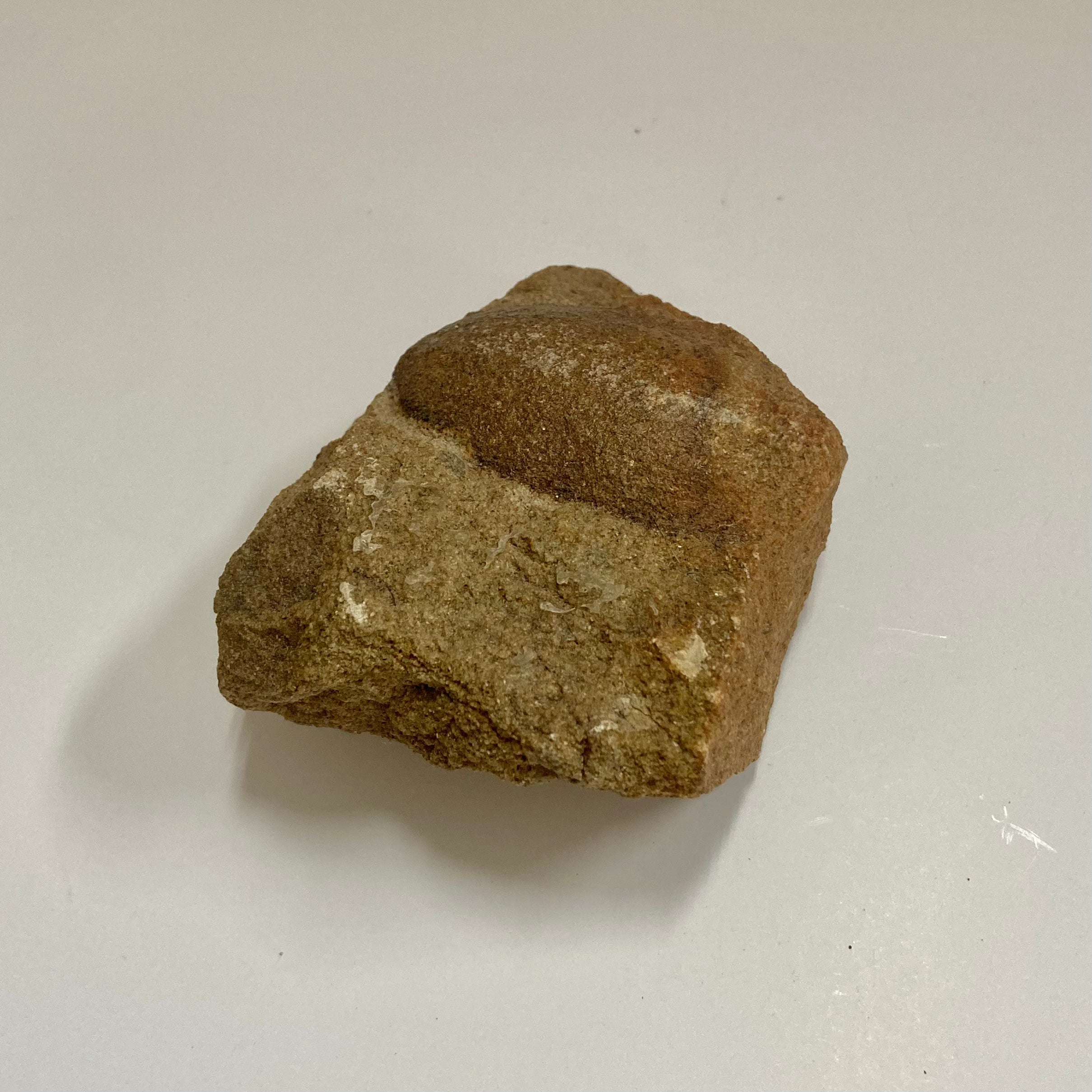 Trigonocarpus sp. Fossil Seeds for Sale - Rare Prehistoric Plant Seeds Collection - Perfect for Paleontology Enthusiasts, Educational Displays & Unique Home Decor