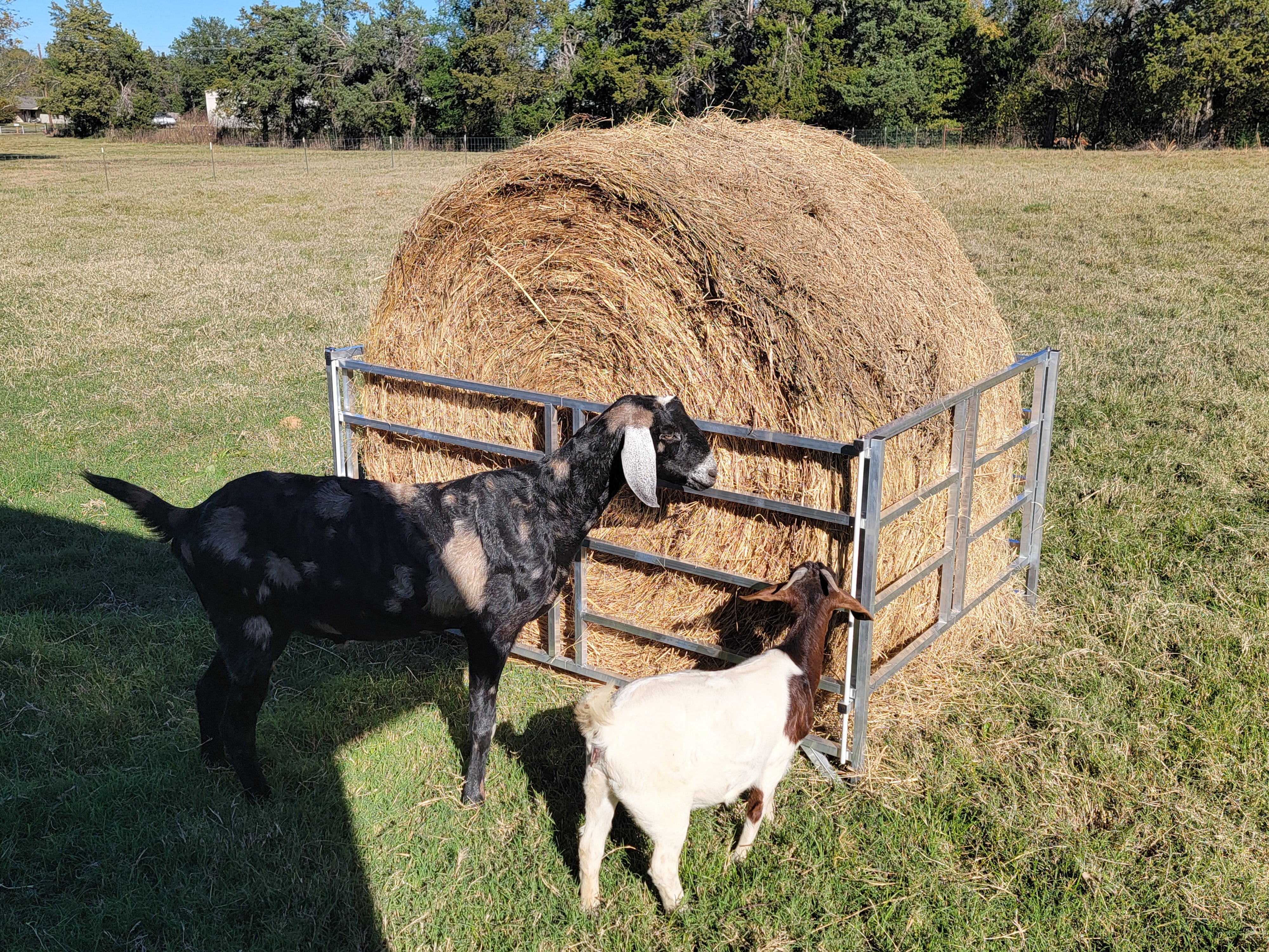 Collapsible Aluminum Round Hay Feeder for Sheep, Goats, Llamas & Alpacas - Fits 4x4, 4x5 & 4x6 Bales - Durable Portable Feed Trough for Pasture, Barn & Farm Use