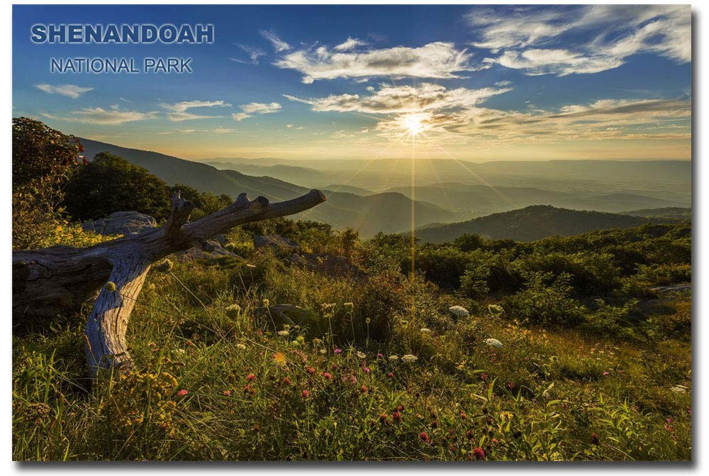 Shenandoah National Park Souvenir Fridge Magnet - 2.5