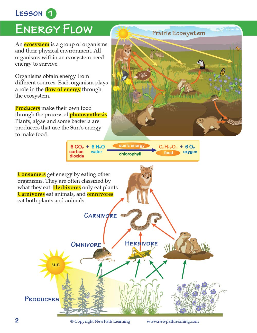NewPath Learning Food Chains & Food Webs Science Study Guide - Classroom & Homeschool Biology Education Resource for Middle School Students
