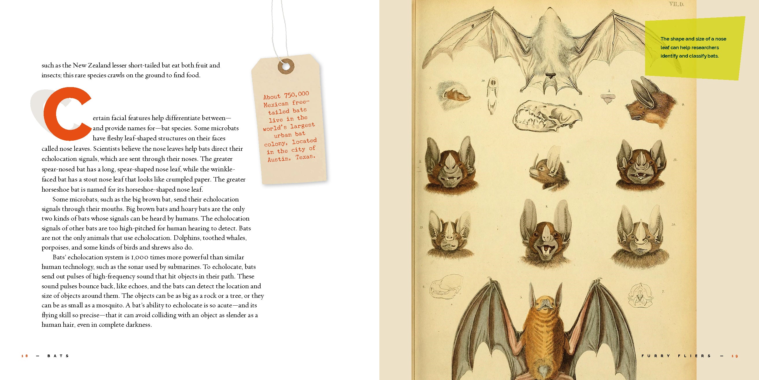 Bats: Fascinating Facts and Photos - 9781640265950 | Wildlife Book for Nature Lovers & Kids | Perfect for Homeschooling & Animal Research Projects