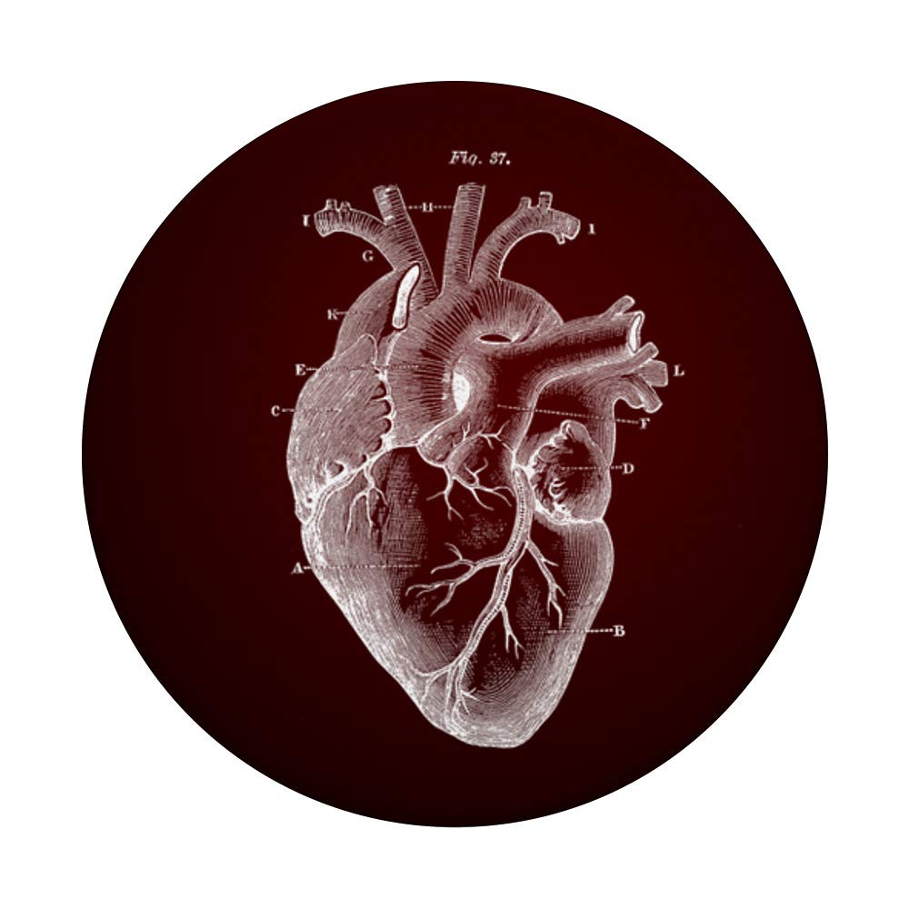 Heart Anatomy PopSockets PopGrip - Swappable Phone & Tablet Grip for Medical Professionals, Doctors, Nurses | Perfect for Cardiology Study, Hospital Work & Medical School
