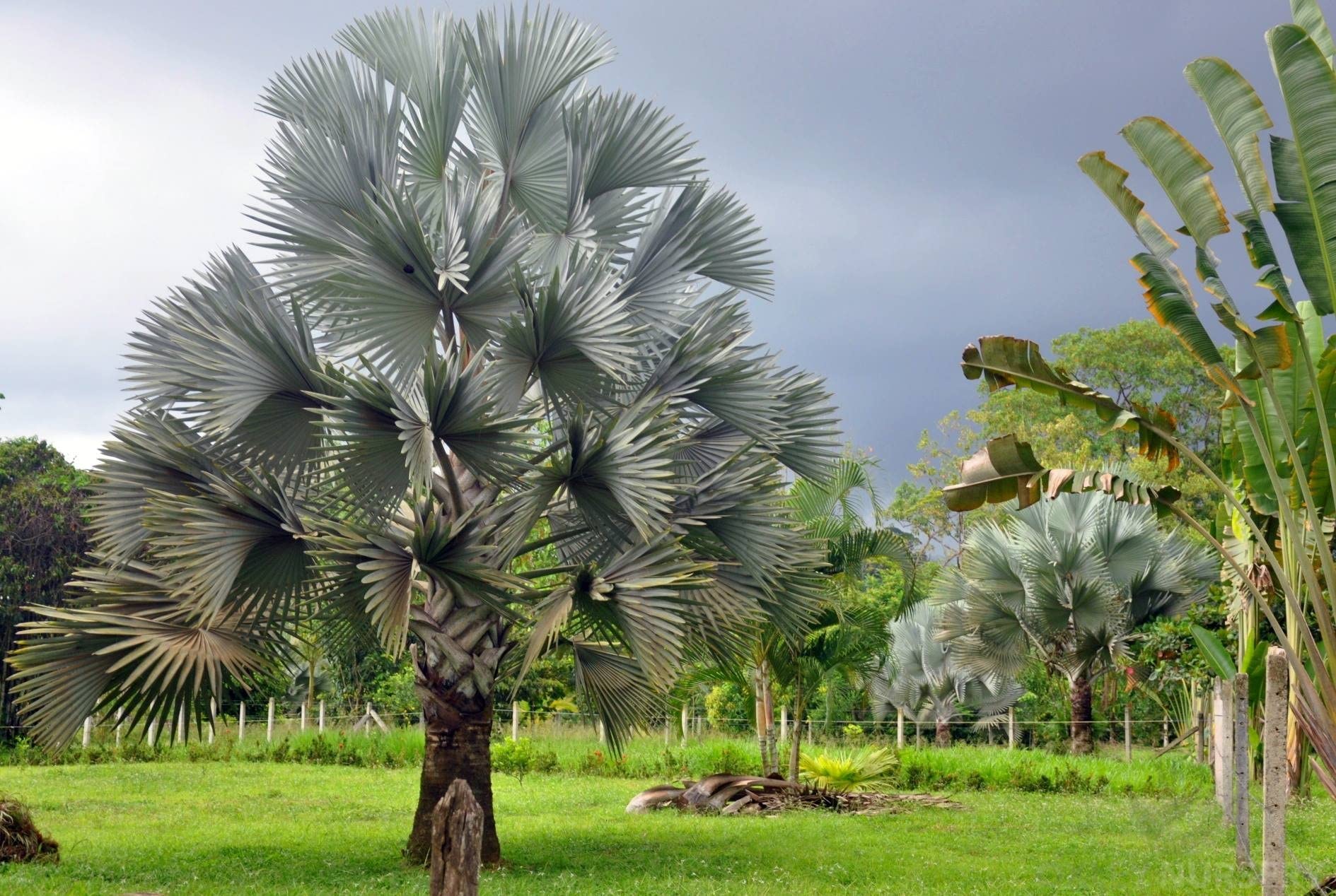 Silver Bismarck Palm Trees - 5 Live Plants in 1 Gallon Pots - Bismarckia Nobilis - Rare Florida Ornamental Palms for Landscaping & Tropical Gardens