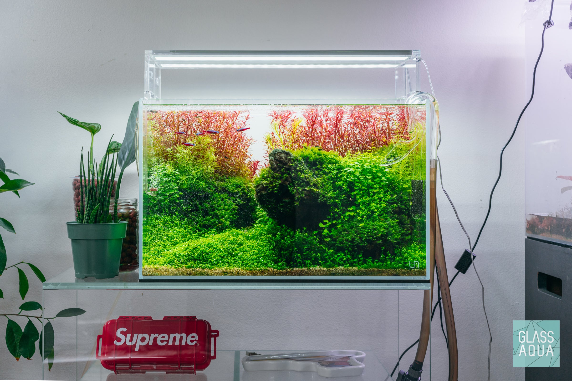 Rotala H'ra Live Aquarium Plant Tissue Culture - Perfect for Nano Tanks, Aquascaping & Shrimp Habitats
