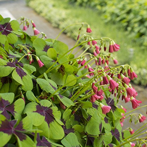 Oxalis Iron Cross Bulbs (100 Pack) - Unique Purple Shamrock Plants for Indoor & Outdoor Gardens | Perfect for Containers, Window Boxes, and Decorative Planters