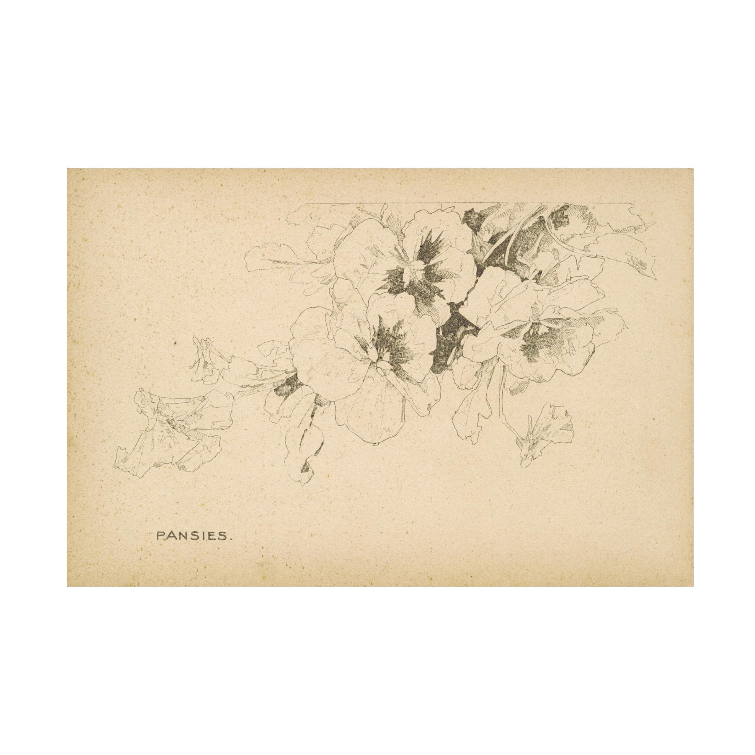 Trademark Fine Art 'Pansies' Floral Canvas Wall Art Print by Art Licensing Studio - Perfect for Living Room, Bedroom & Office Decor