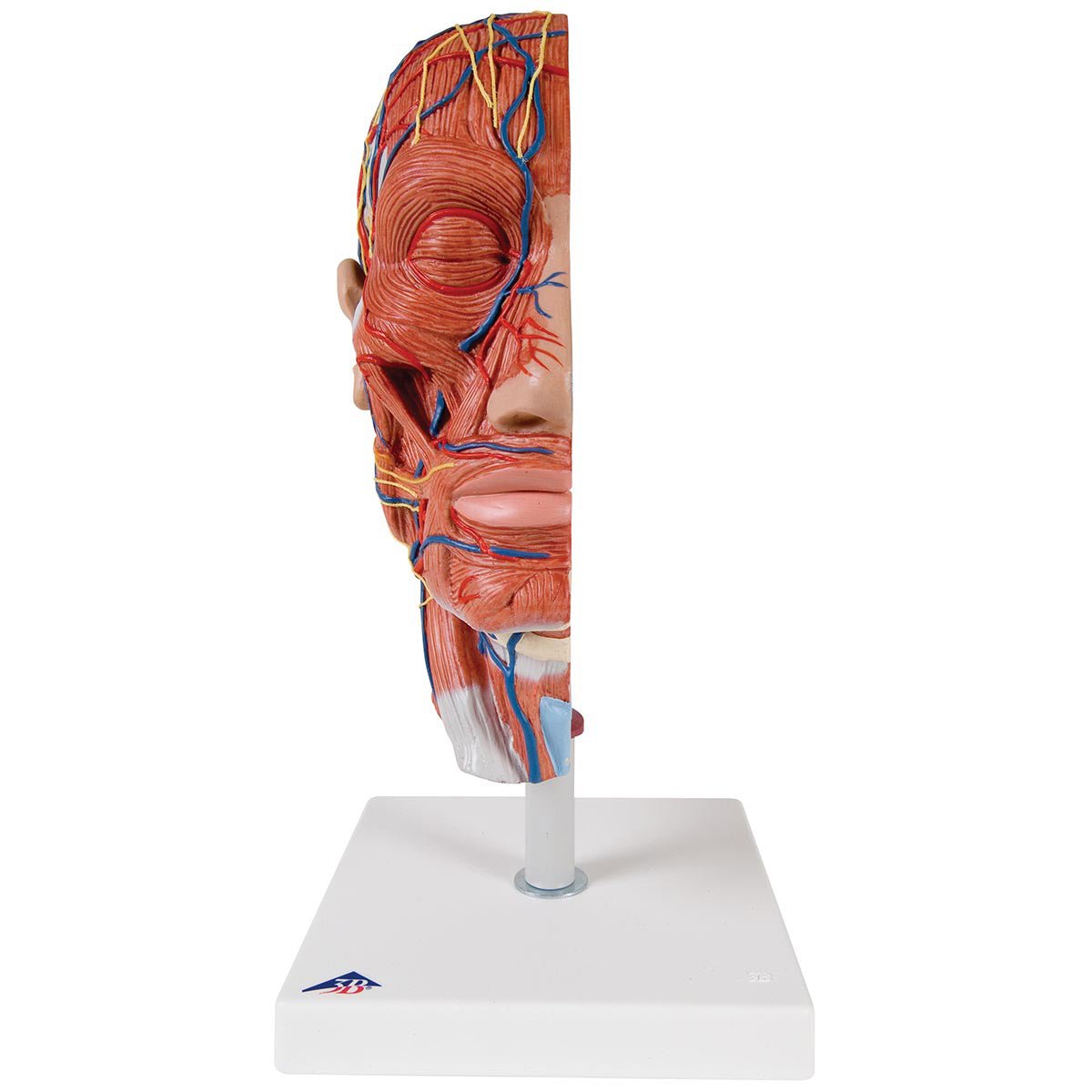 Half Head Anatomy Model with Detailed Musculature - Perfect for Medical Students, Artists & Anatomy Enthusiasts